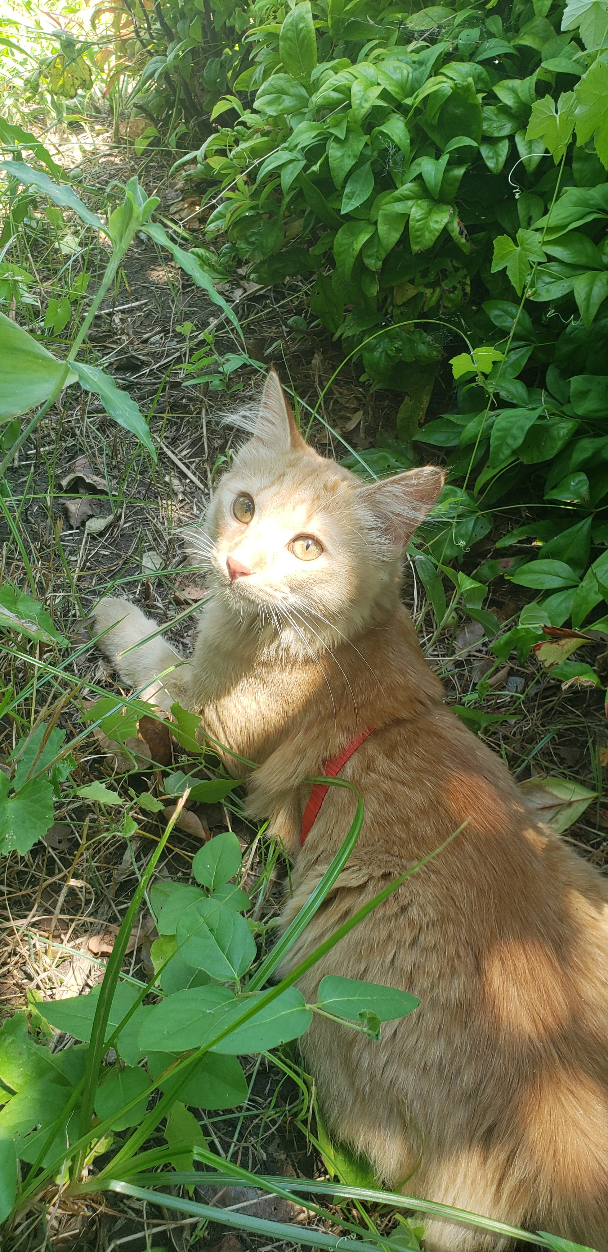 Happy Earth Day Mannford Animal Clinic