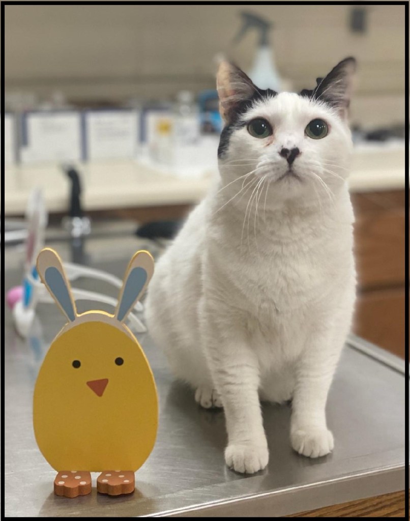 Happy Easter! Mannford Animal Clinic